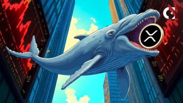 XRP Whales Increase Holdings as Retail Investors Reduce Exposure